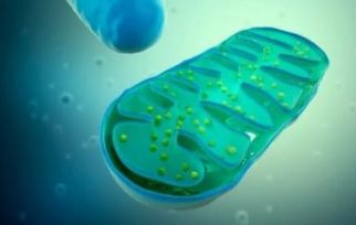 Vroege mitochondriale veranderingen en spierverlies