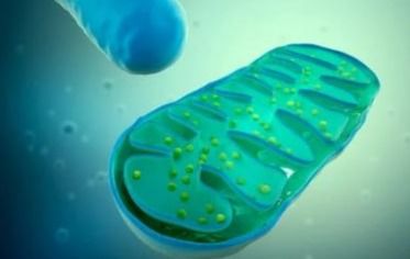 Vroege mitochondriale veranderingen en spierverlies